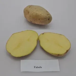 thumbnail for publication: University of Florida Potato Variety Trials Spotlight: 'Fabula'
